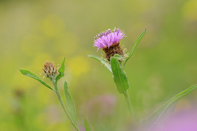 BUITEN BEELD Foto: 128634