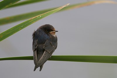 BUITEN BEELD Foto: 128640