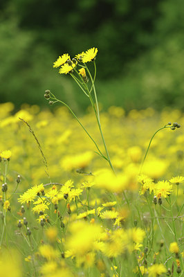 BUITEN BEELD Foto: 128644