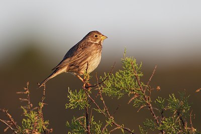 BUITEN BEELD Foto: 128650