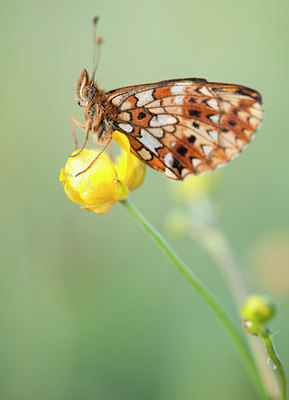 BUITEN BEELD Foto: 128687