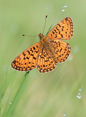 BUITEN BEELD Foto: 128693