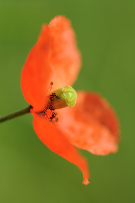 BUITEN BEELD Foto: 128699