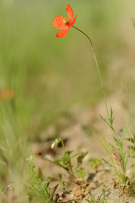 BUITEN BEELD Foto: 128705