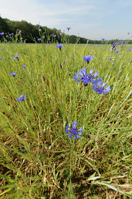 BUITEN BEELD Foto: 128715