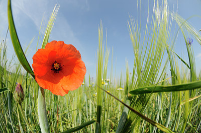 BUITEN BEELD Foto: 128716