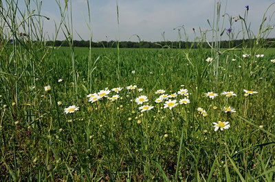 BUITEN BEELD Foto: 128718