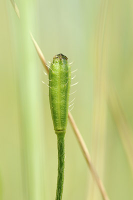 BUITEN BEELD Foto: 128726