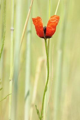 BUITEN BEELD Foto: 128727