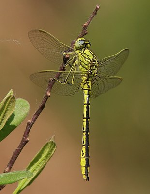 BUITEN BEELD Foto: 128736