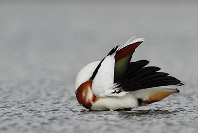 BUITEN BEELD Foto: 128746