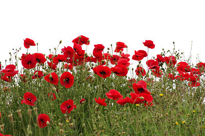 BUITEN BEELD Foto: 128760