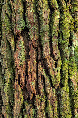 BUITEN BEELD Foto: 128765