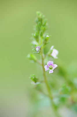 BUITEN BEELD Foto: 128784