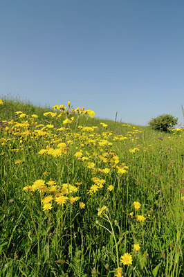 BUITEN BEELD Foto: 128811