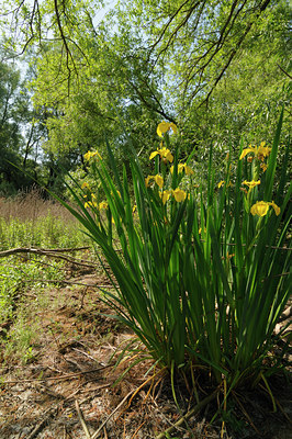 BUITEN BEELD Foto: 128815