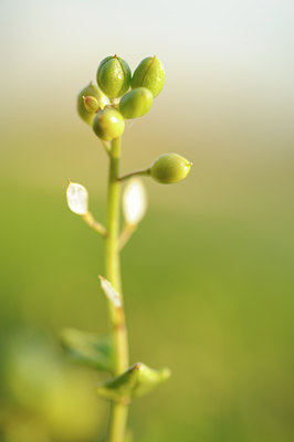 BUITEN BEELD Foto: 128817