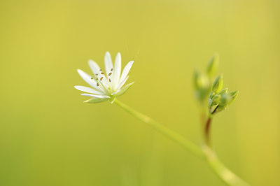 BUITEN BEELD Foto: 128819