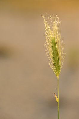 BUITEN BEELD Foto: 128823
