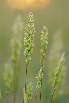 BUITEN BEELD Foto: 128826