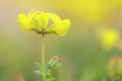 BUITEN BEELD Foto: 128832