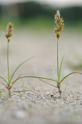 BUITEN BEELD Foto: 128839