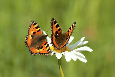 BUITEN BEELD Foto: 128843