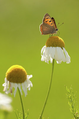 BUITEN BEELD Foto: 128845