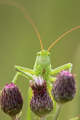 BUITEN BEELD Foto: 128864