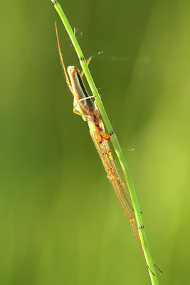 BUITEN BEELD Foto: 128867