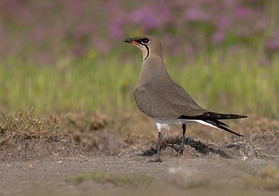 BUITEN BEELD Foto: 128875