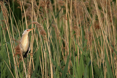 BUITEN BEELD Foto: 128885