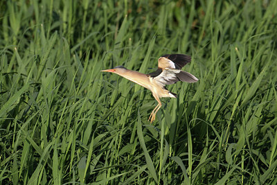 BUITEN BEELD Foto: 128894