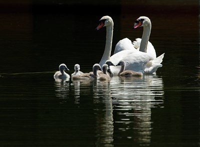 BUITEN BEELD Foto: 128919