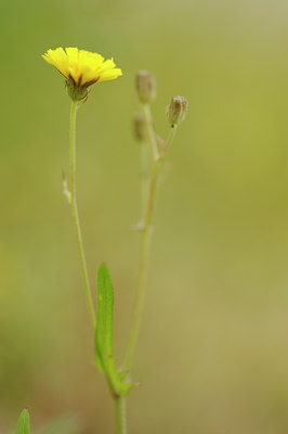 BUITEN BEELD Foto: 128970