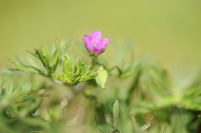 BUITEN BEELD Foto: 128979