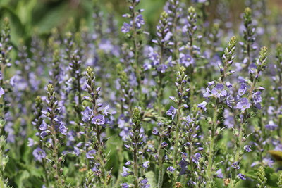 BUITEN BEELD Foto: 128981