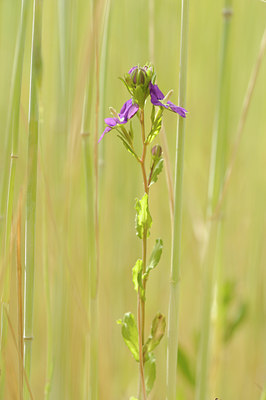 BUITEN BEELD Foto: 128985