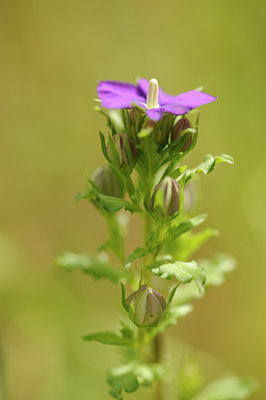 BUITEN BEELD Foto: 128990