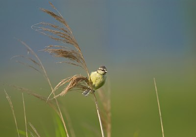 BUITEN BEELD Foto: 12020