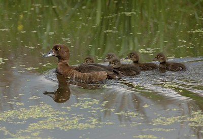 BUITEN BEELD Foto: 12057