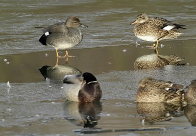 BUITEN BEELD Foto: 12099