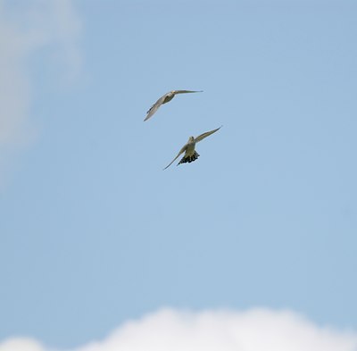 BUITEN BEELD Foto: 12102