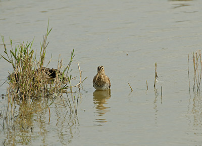 BUITEN BEELD Foto: 12107