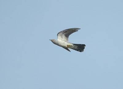 BUITEN BEELD Foto: 12109