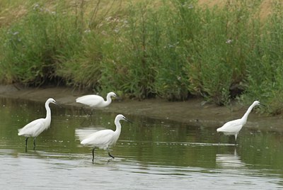 BUITEN BEELD Foto: 12144