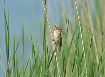 BUITEN BEELD Foto: 12157