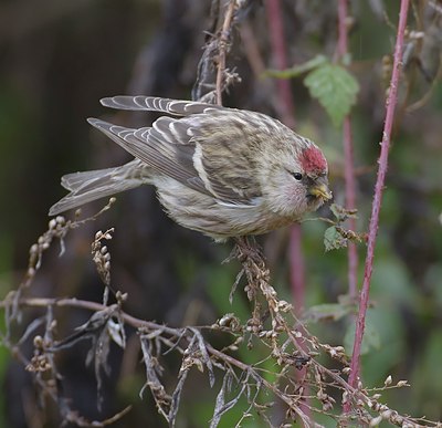BUITEN BEELD Foto: 12161