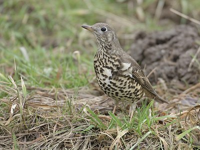 BUITEN BEELD Foto: 12162