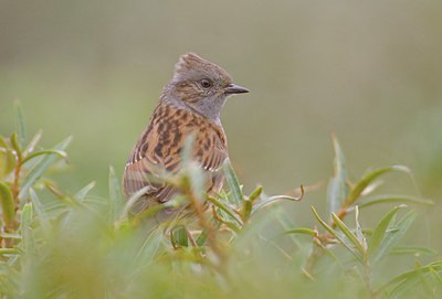 BUITEN BEELD Foto: 12168